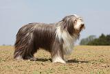 BEARDED COLLIE 280